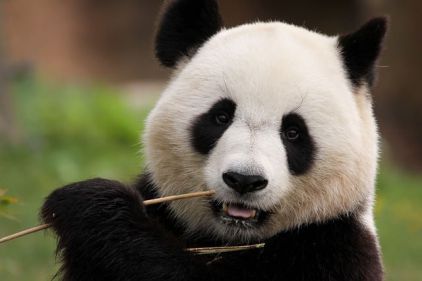 「タクシーって、おいしいの?」 - パンダの一言