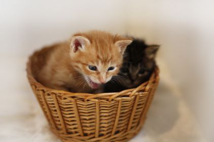 猫のトンチンカン会話