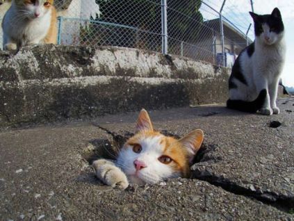 突然現れたモグラ猫