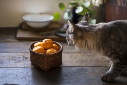 農薬の心配をする猫