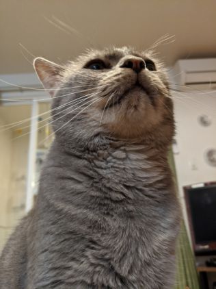 スターリンを名乗る猫