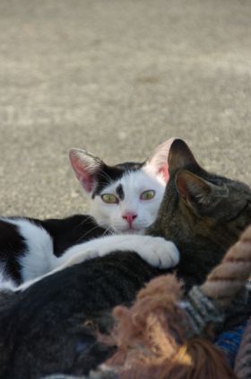 「かみさん」の語源に驚く猫
