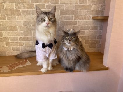 ヘッドバンギングって? - ネコ