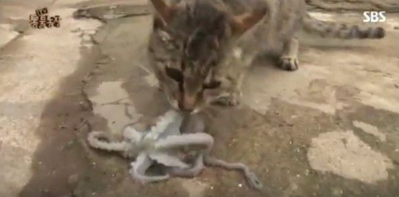 タコを生で食べる猫