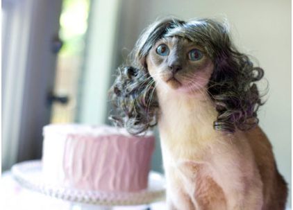 ベートーベンを名乗る猫