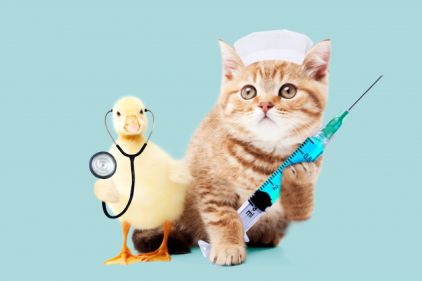 猫と医者