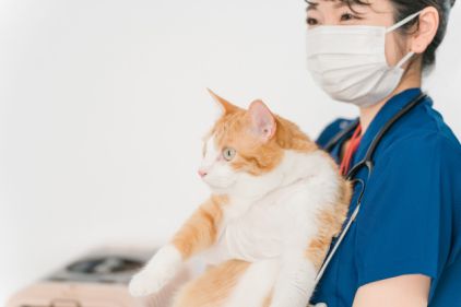 猫の医者