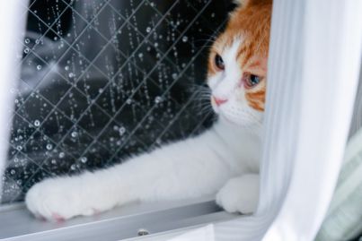 「あっ、雨ぃじゃ!」 - 猫の一発ダジャレ「アメイジア編」