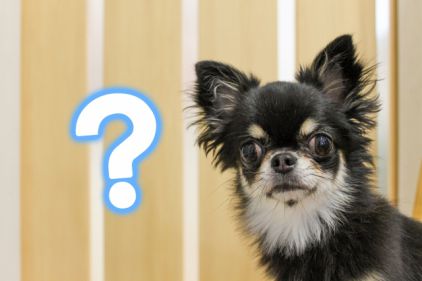 何故? 不思議がる犬