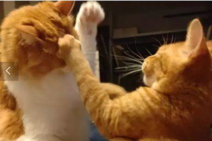 猫のジャンケン