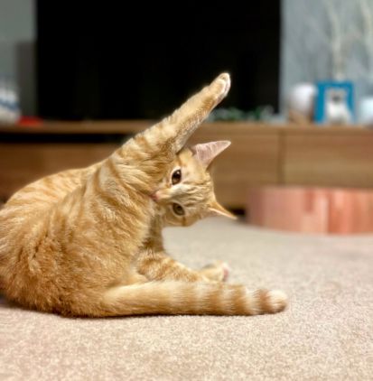 体操するにゃんこ