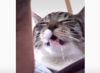 唾液を異常に流す猫