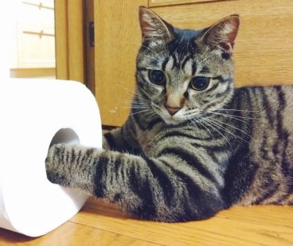 トイレットペーパーと猫