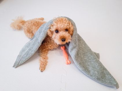 粗相をしてしまった犬