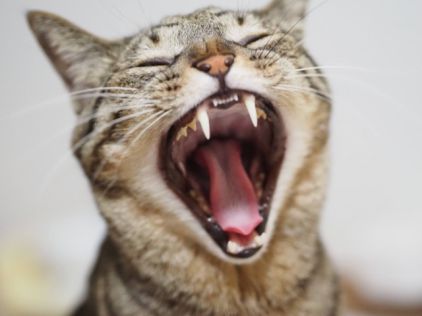 欠伸をして歯が見えている猫