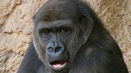 あきれ顔のゴリラ